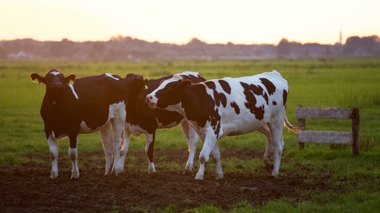 plant-based milk: why is the real stuff so good?