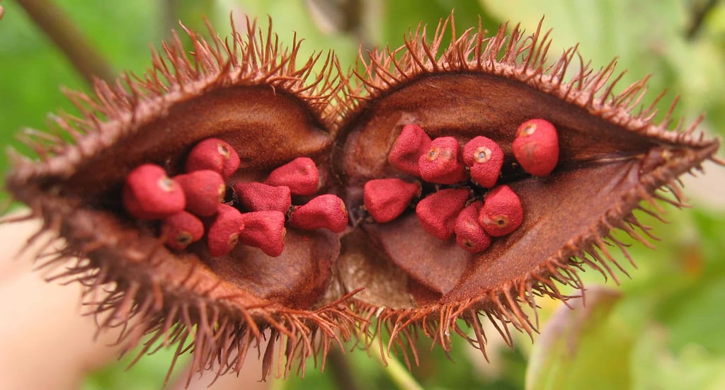 Bixa orellana fruit open