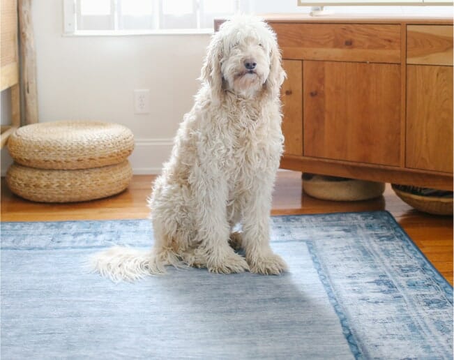 a dog sitting on a rug