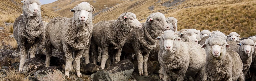 meet the zq wool sheep