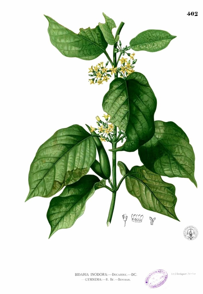 Gymnema inodorum Blanco2.402 1