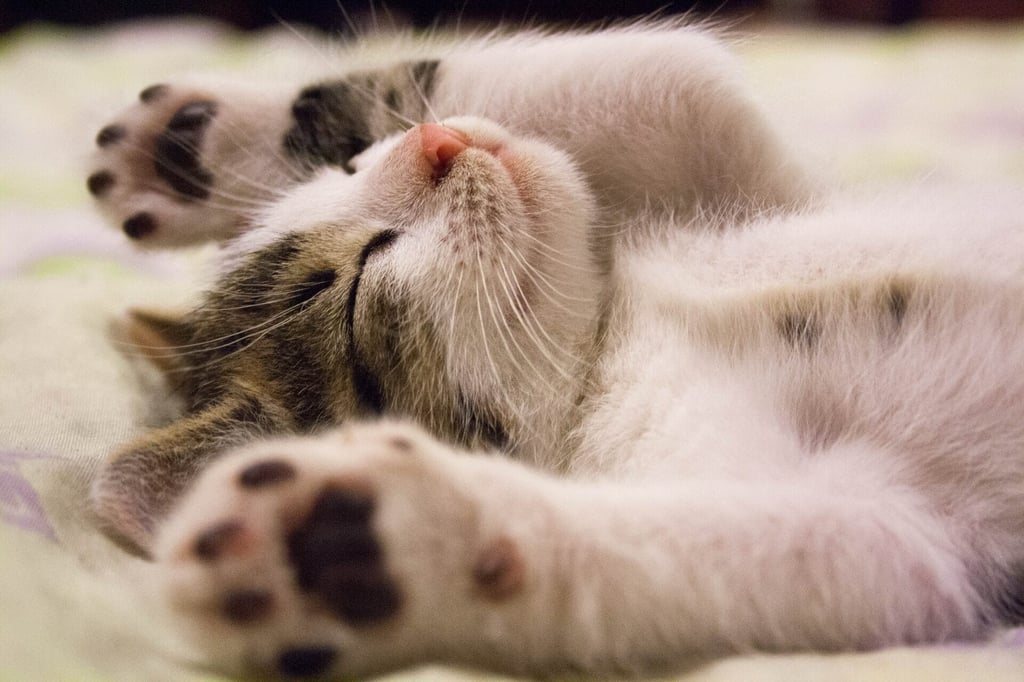 a cat sleeping starfish