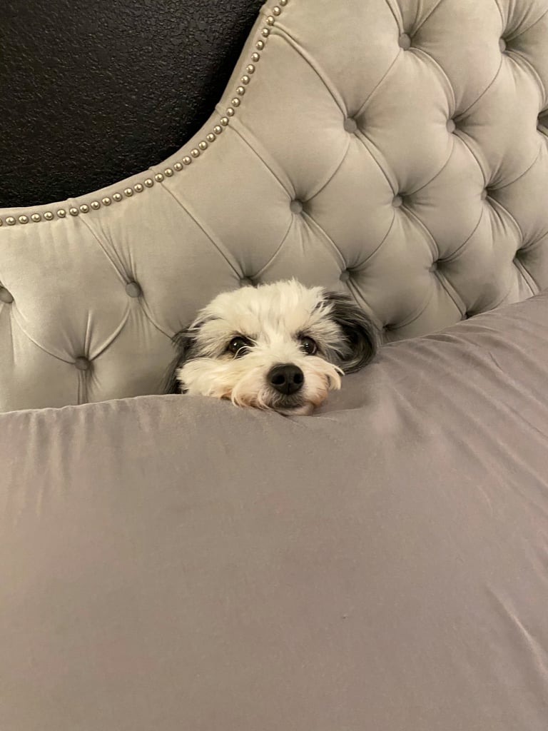 wooflinen review: our dive into the world of sheets and pets