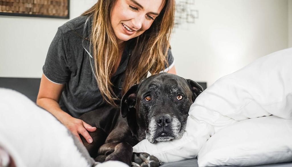 dogs love comfy sheets, too