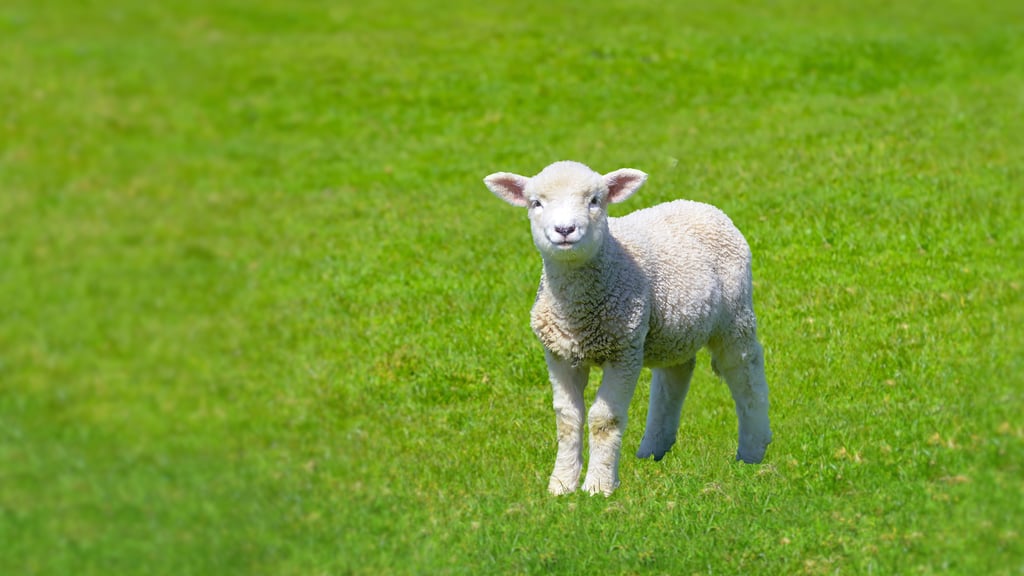 duckworth baby sheep