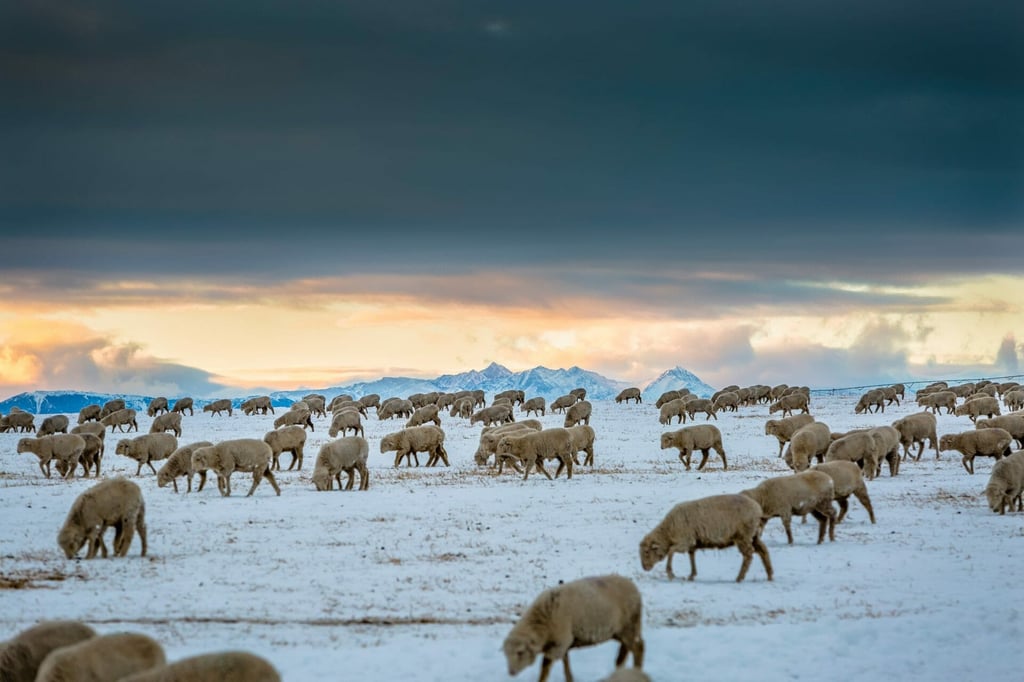 Duckworth wool comes from these amazing sheep