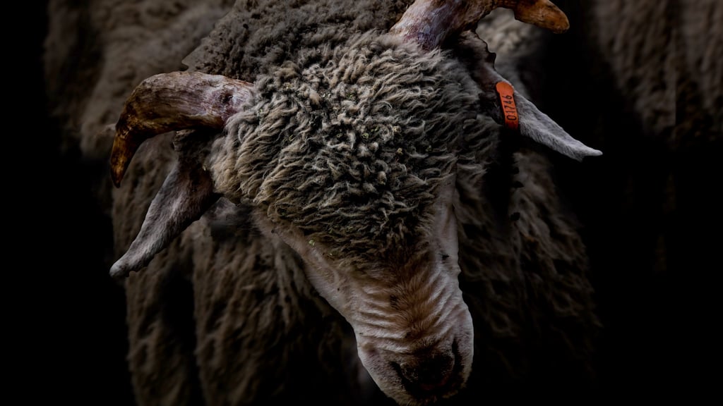 one of the helle ranch sheep
