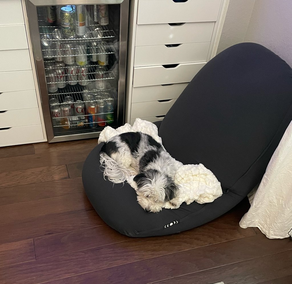great for pets? you bet! our dog’s moon pod review? two paws up!