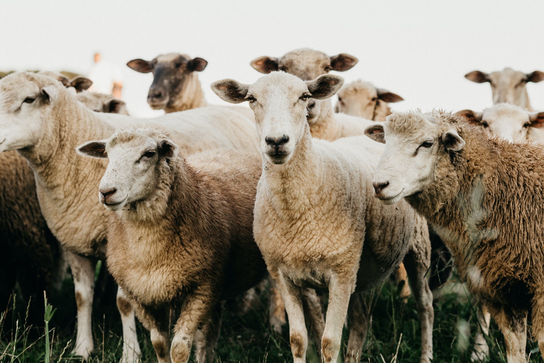 flock of sheep standing on grassland in countryside