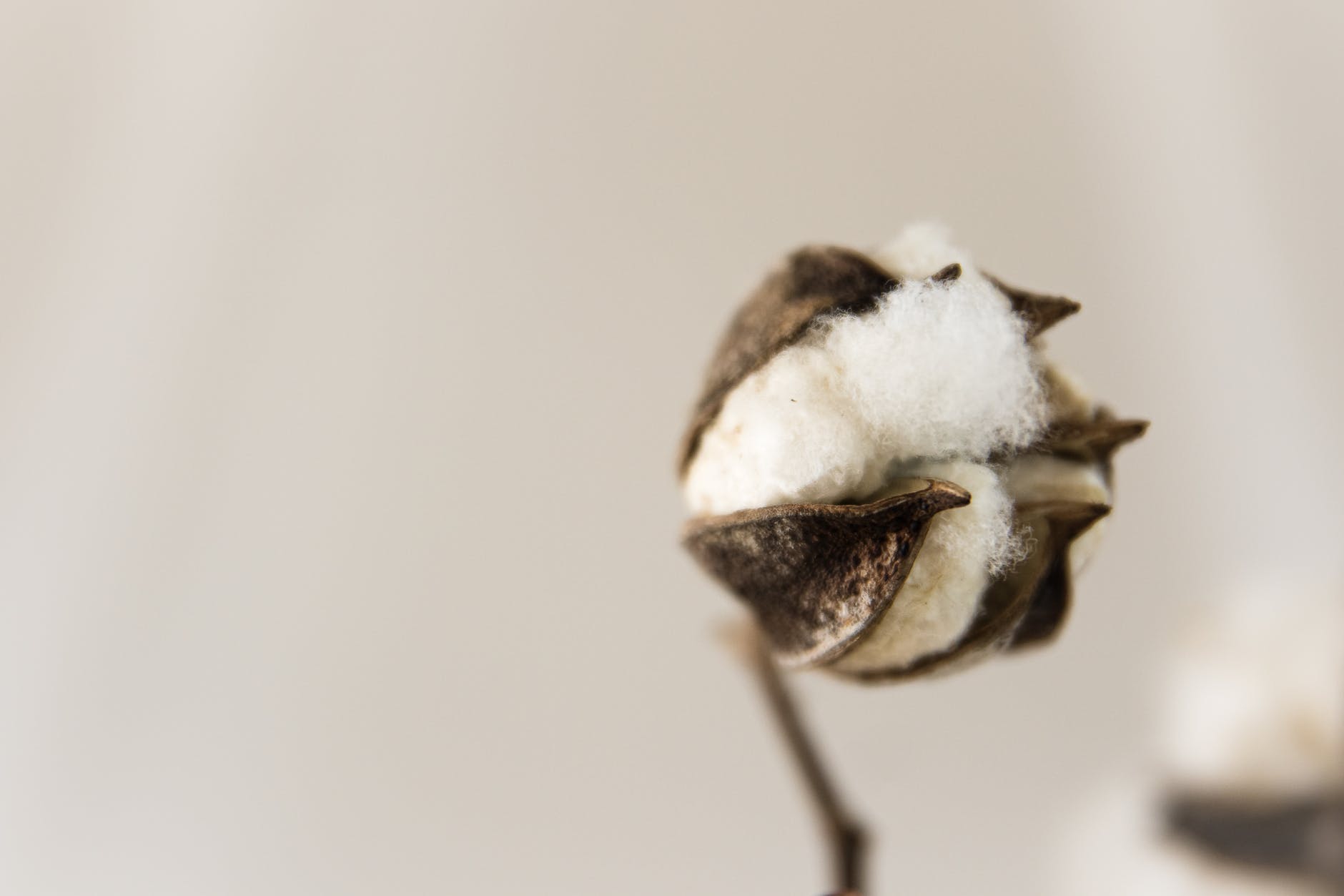 cotton flower