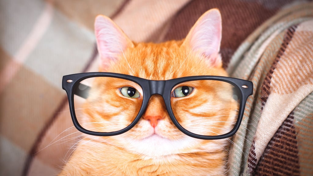 Warby Parker AntiFatigue Glasses Review YES Or Hard NO!?