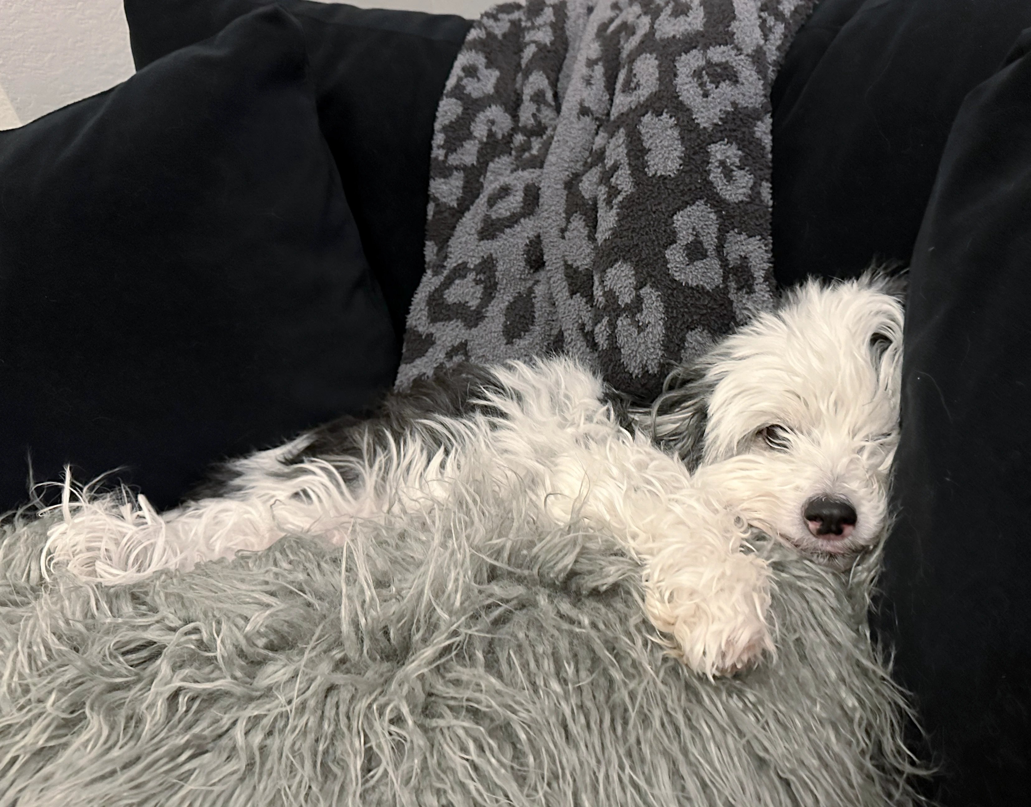 a dog lying on a couch