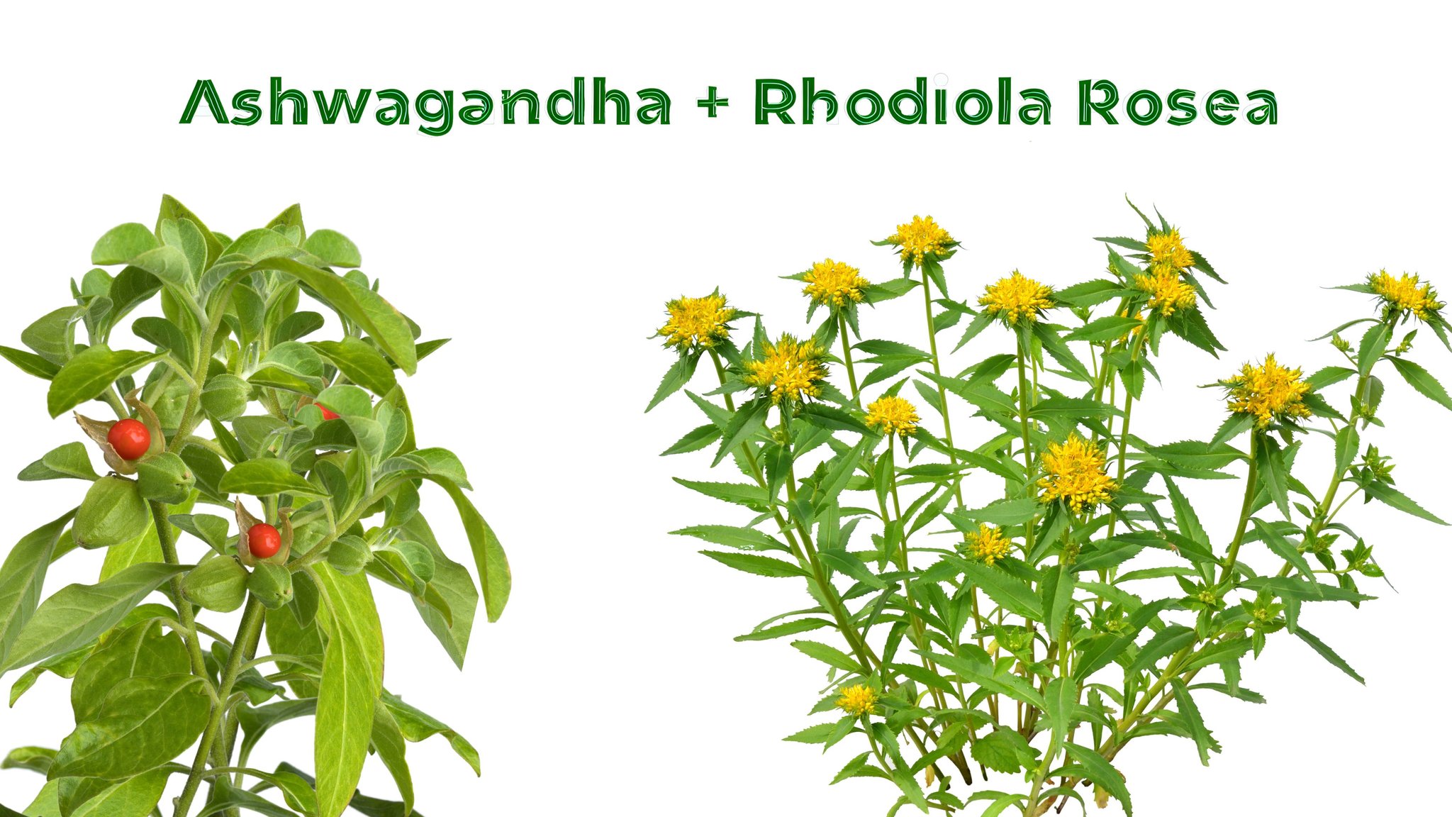 Rhodiola Rosea and ashwagandha