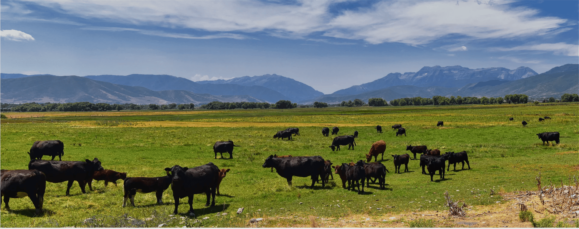 just meats promo code – huge savings!