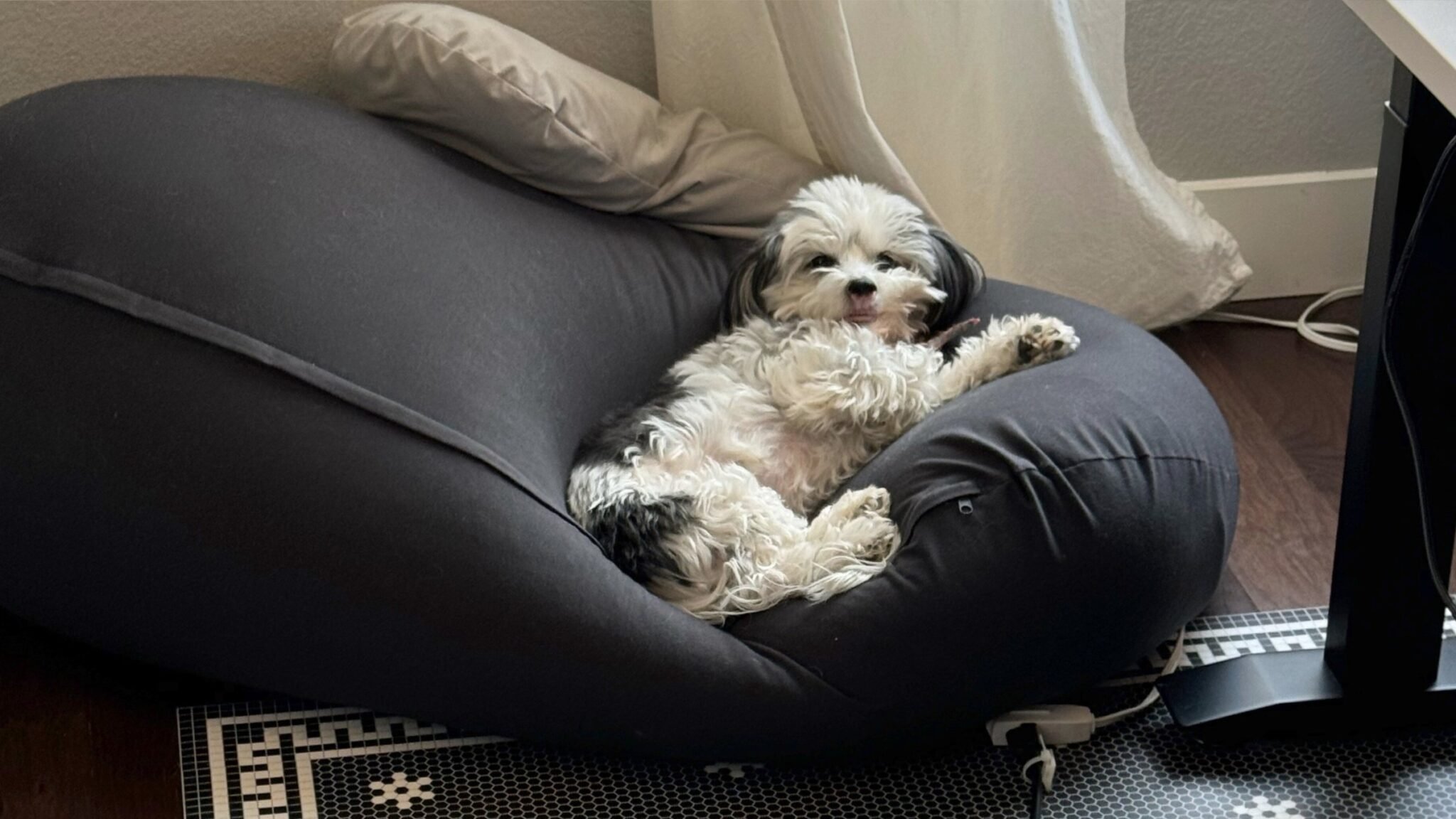 molekule review dog 2048x1152 1