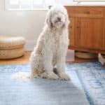 Ruggable Review - What we wish we knew before spending $ thousands on rugs 17