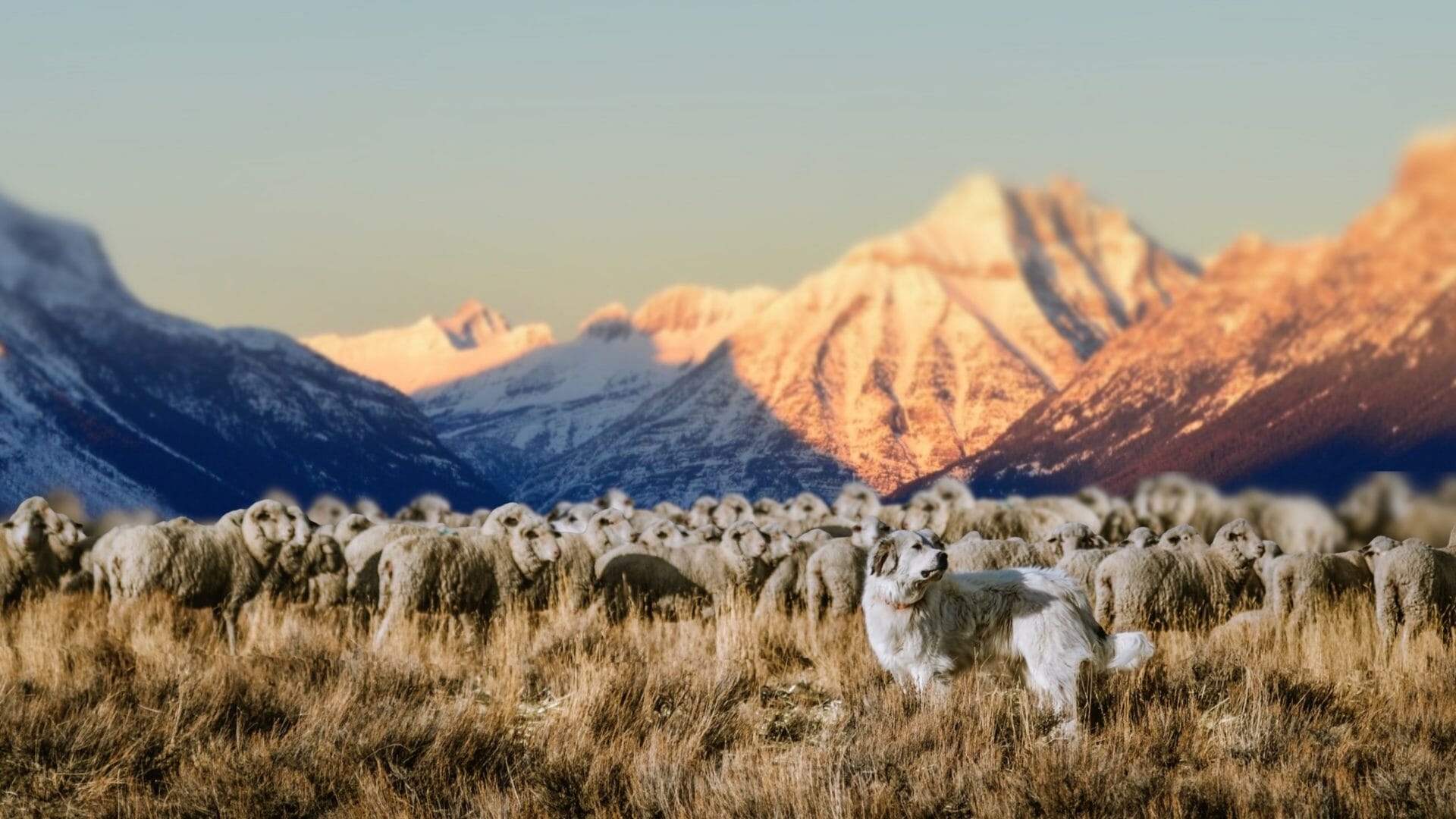 Duckworth: Montana Merino Wool Clothing Made in the USA