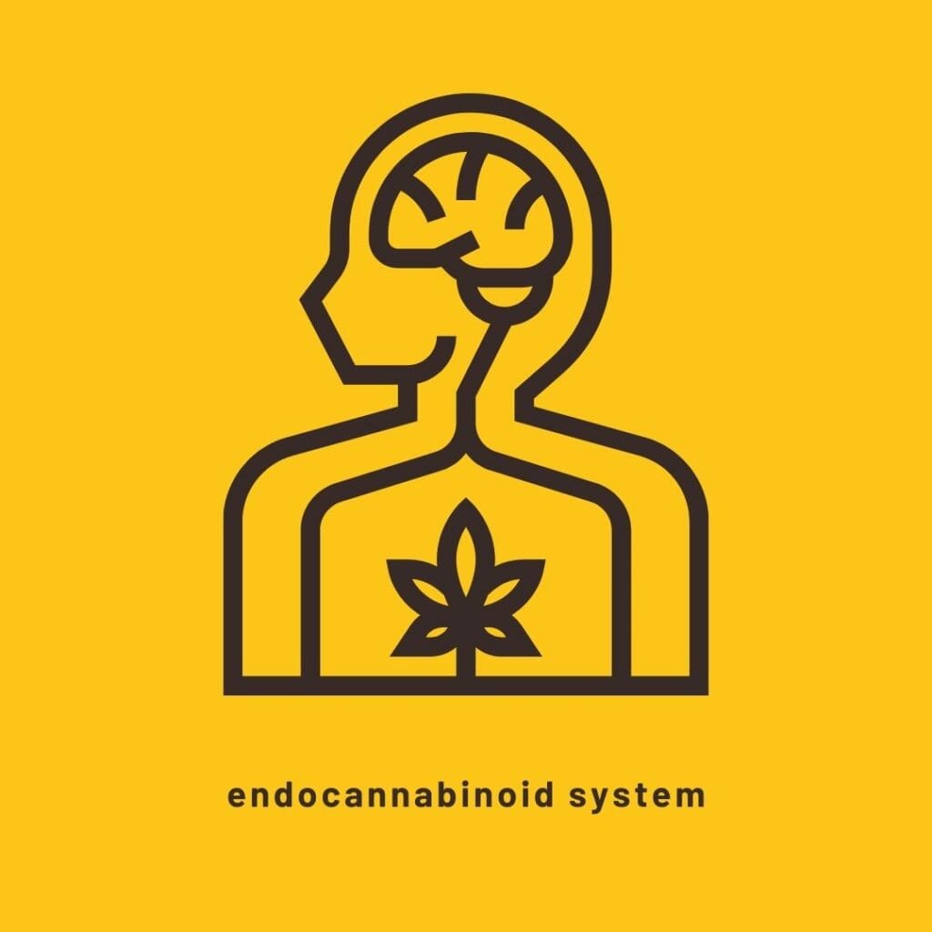 Feals CBD Review: the best CBD for beginners 6 Feals CBD Review: the best CBD for beginners 5
